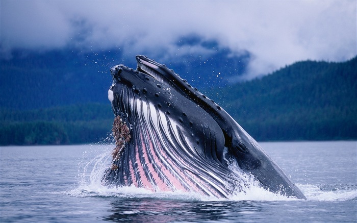 Fonds d'écran Windows 8: l'Arctique, le paysage de nature écologique, animaux arctiques #4