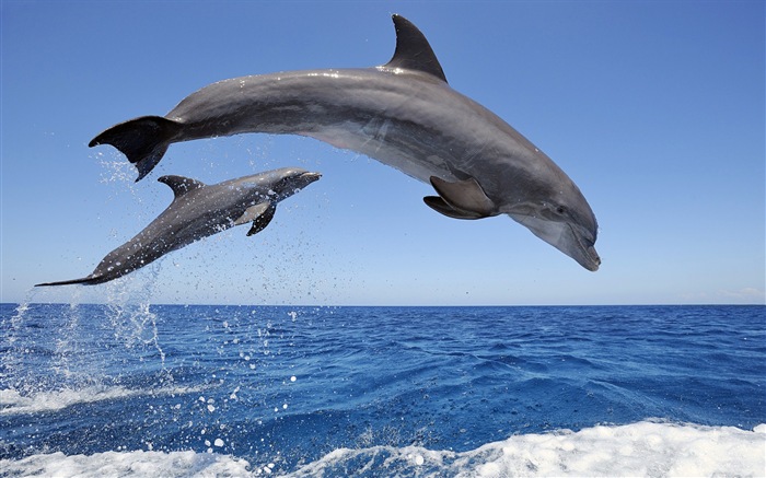 Windows 8 theme wallpaper: elegant dolphins #1