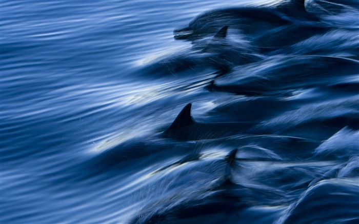 Windows 8 主題壁紙：優雅的海豚 #3