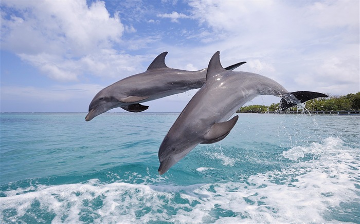 Windows 8 theme wallpaper: elegant dolphins #6