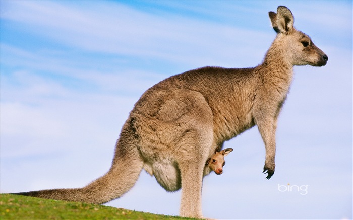 Bing téma tapety Austrálie, zvířata, příroda, stavby #1
