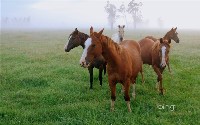 Bing Australia temáticos fondos de pantalla HD, animales, naturaleza, edificios #9