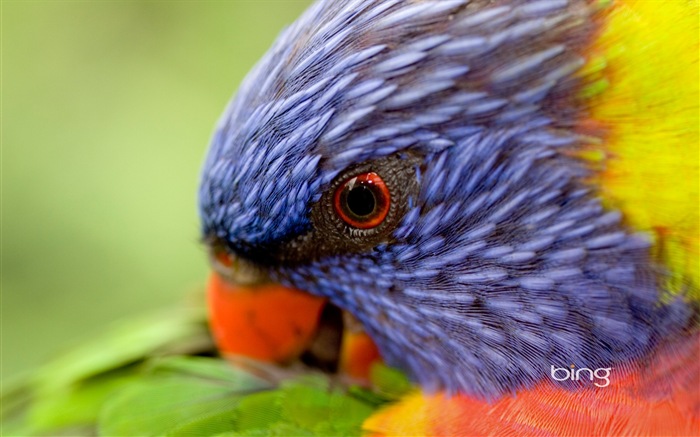 Bing Australia temáticos fondos de pantalla HD, animales, naturaleza, edificios #13