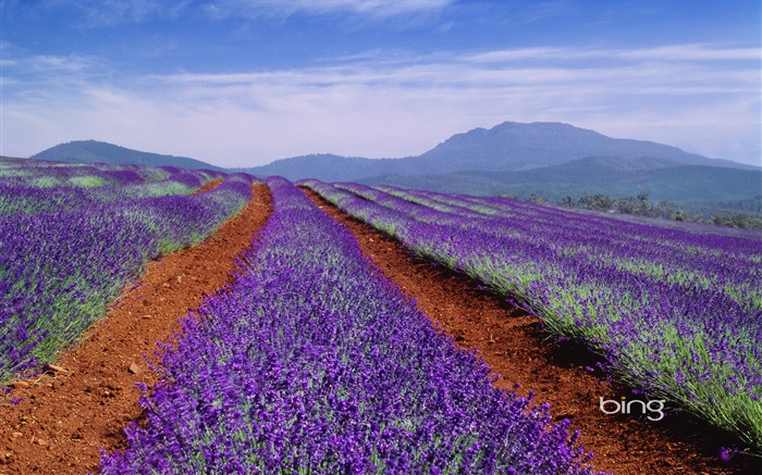 Microsoft Bing téma HD Tapety na plochu, Austrálie, město, krajina, zvířata #1