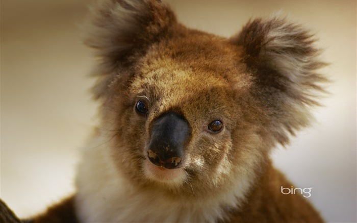 Microsoft Bing téma HD Tapety na plochu, Austrálie, město, krajina, zvířata #3