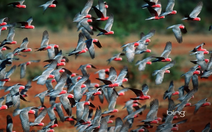 Microsoft Bing thème fonds d'écran HD, l'Australie, ville, paysage, animaux #8