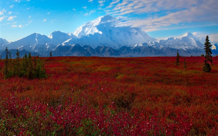 Denali National Park Landschaft HD Wallpaper #7