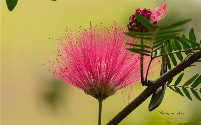 Windows 8の花、鳥、蝶HDの壁紙 #7