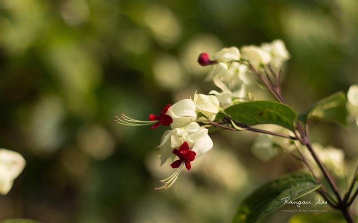 Windows 8 flores pájaros mariposa HD wallpapers #9