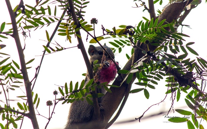 Windows 8の花、鳥、蝶HDの壁紙 #15