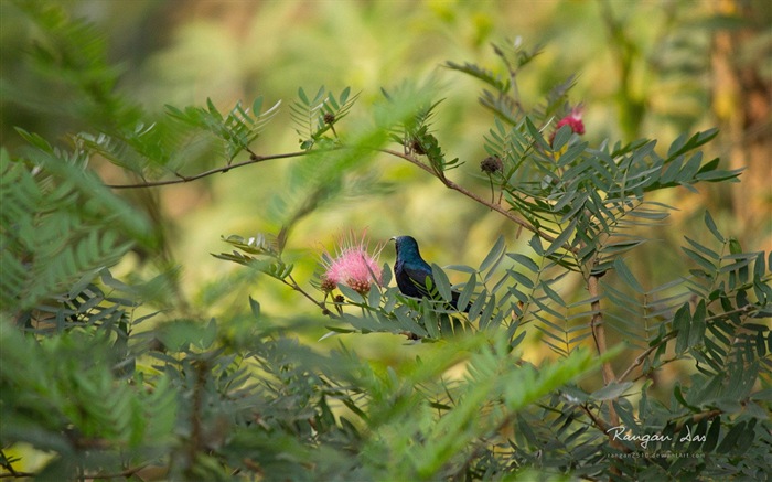 Windows 8 fleurs oiseaux papillon écran HD #17