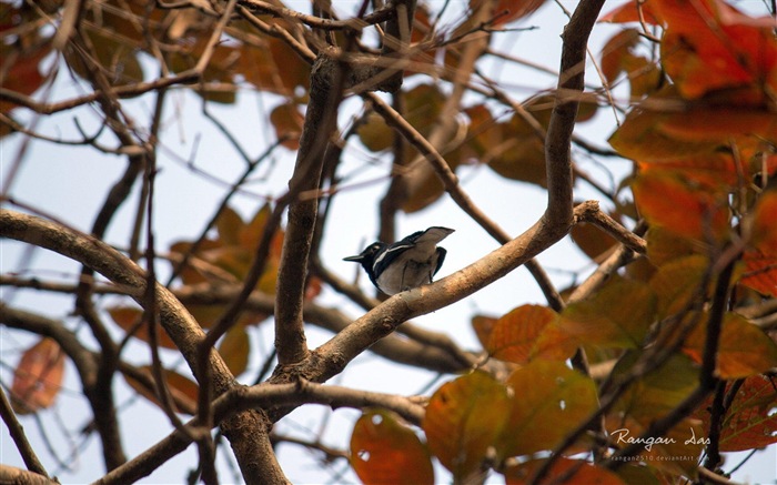 Windows 8の花、鳥、蝶HDの壁紙 #19