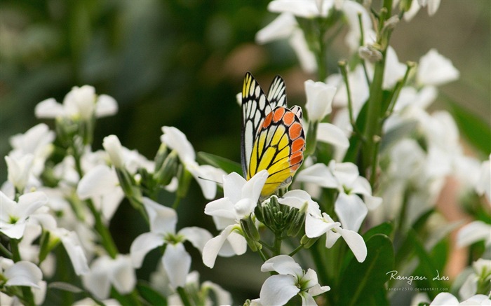 Windows 8 fleurs oiseaux papillon écran HD #20