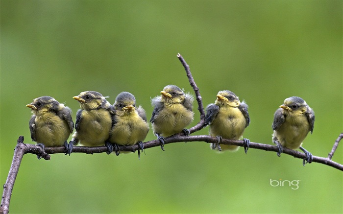 2013 Bing animaux officielles et fonds d'écran HD de paysage #14