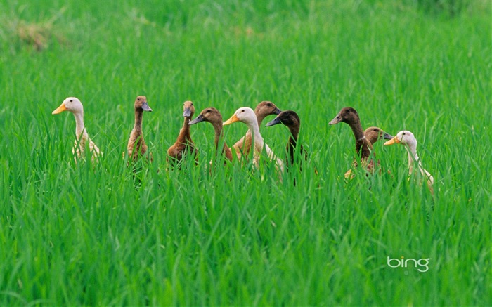 2013 Bing animaux officielles et fonds d'écran HD de paysage #30