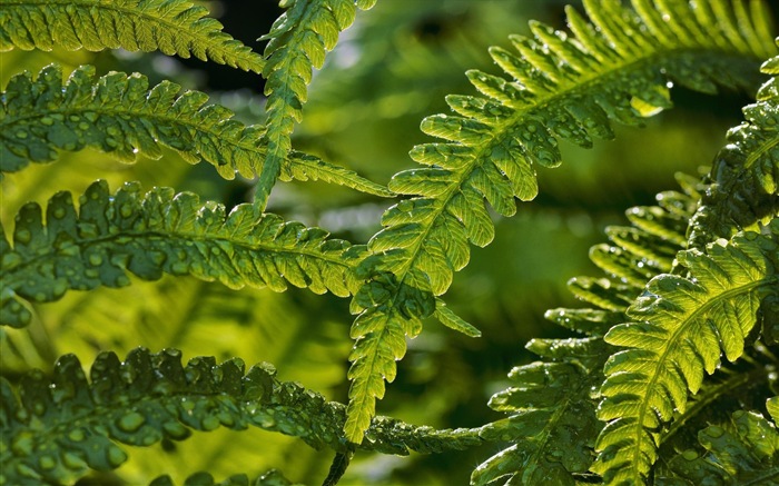 Suède saisons beauté naturelle écran HD #2