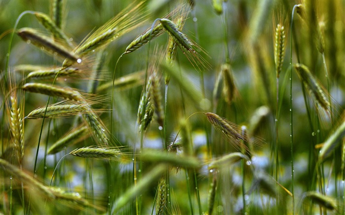 Suède saisons beauté naturelle écran HD #4