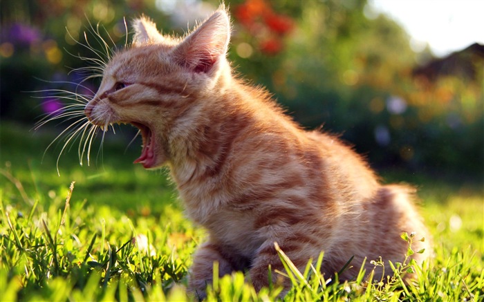 Fun funny cat HD Wallpaper #7