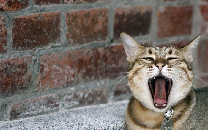 趣味搞怪的猫咪高清壁纸11