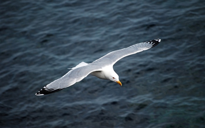 Oiseaux de mer leucophée écran HD #2