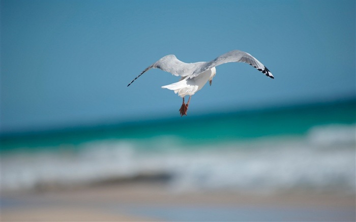 Oiseaux de mer leucophée écran HD #9