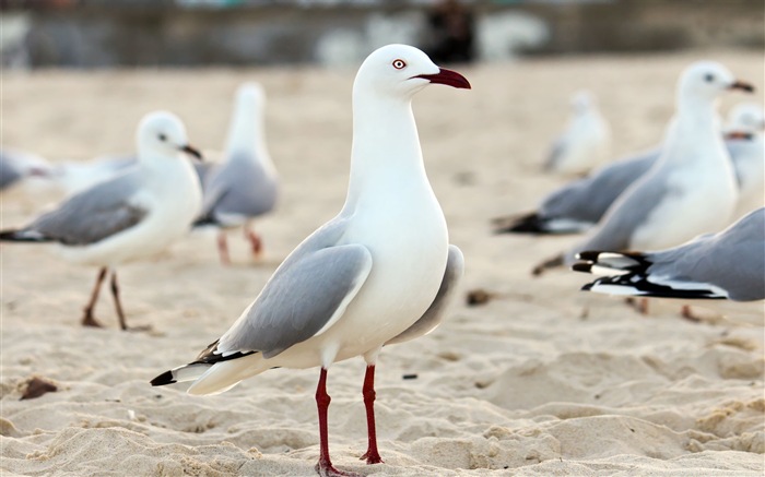 Sea bird seagull HD wallpapers #17