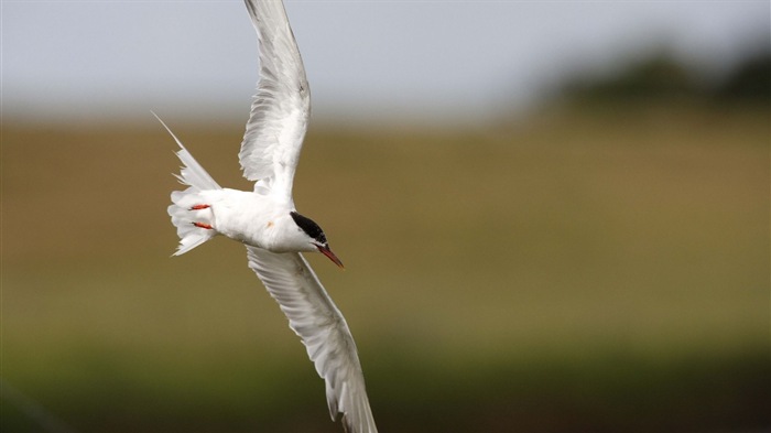 Oiseaux de mer leucophée écran HD #18