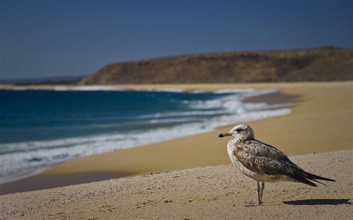 Oiseaux de mer leucophée écran HD #19