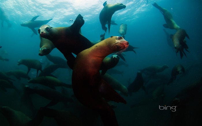 2013ビング秋の風景、動物、都市のHDの壁紙 #6