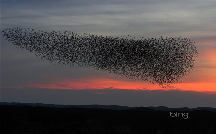 2013 Bing 必應秋季風景、動物、城市高清壁紙 #11