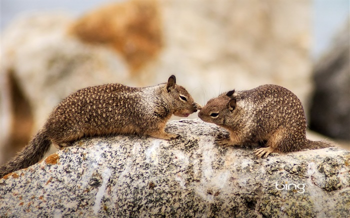 2013 Bing Herbst Landschaften, Tiere, urban HD Wallpaper #25