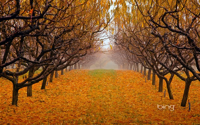 2,013 Bing paisajes de otoño, los animales, fondos de pantalla HD urbanas #28