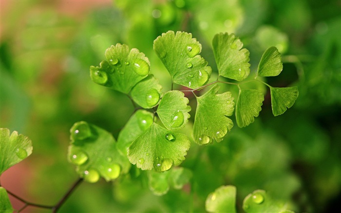 Adiantum plantes vertes écran HD #12