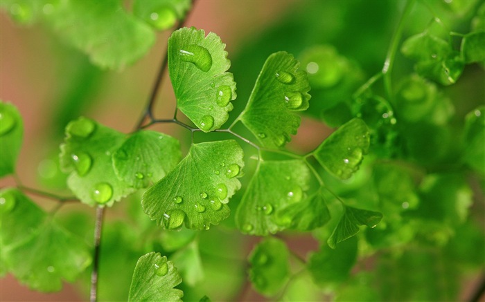 铁线蕨 绿色植物 高清壁纸13