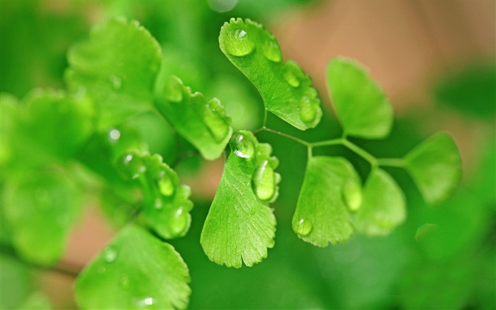 Adiantum 녹색 식물 HD 배경 화면 #19