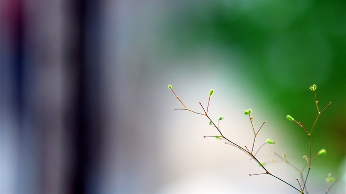 Spring buds on the trees HD wallpapers #2