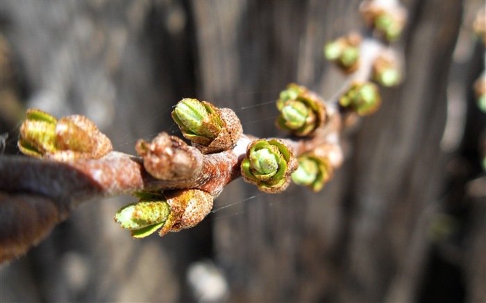 Spring buds on the trees HD wallpapers #5