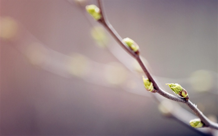Spring buds on the trees HD wallpapers #9
