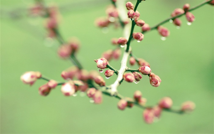 Frühjahr Knospen an den Bäumen HD Wallpaper #11