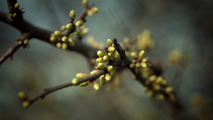 Frühjahr Knospen an den Bäumen HD Wallpaper #15