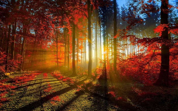 가을 붉은 숲 나무의 HD 벽지를 나뭇잎 #1