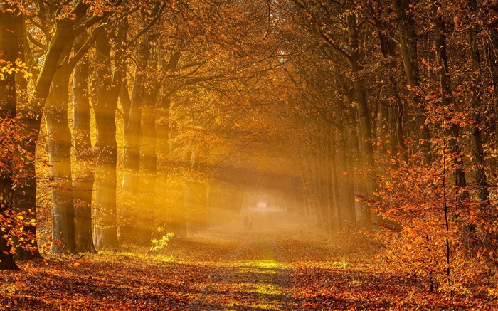 Automne feuilles rouges des arbres d'écran HD forêt #2