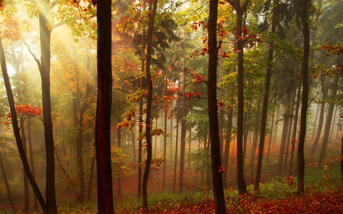 Autumn red leaves forest trees HD wallpaper #5