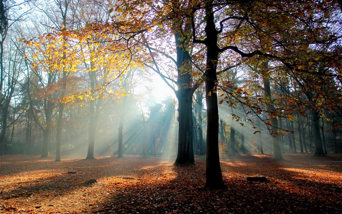 Automne feuilles rouges des arbres d'écran HD forêt #6