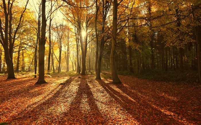 Podzimní červené listy lesních dřevin HD tapetu #8