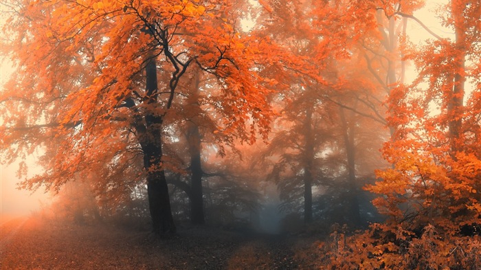 秋の赤、森の木々のHDの壁紙を離れる #12