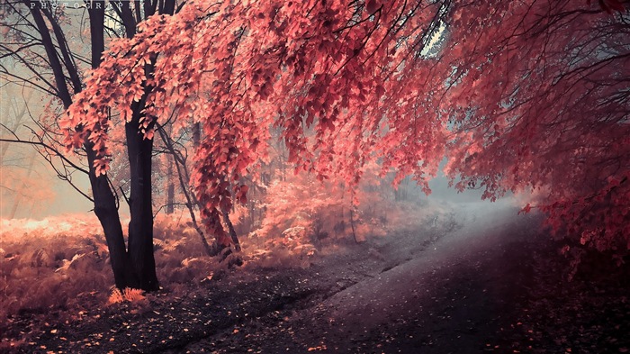 Automne feuilles rouges des arbres d'écran HD forêt #13