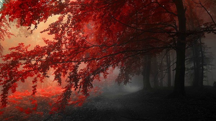 Rojo hojas de otoño bosque árboles HD wallpaper #14