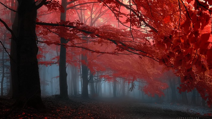 Rojo hojas de otoño bosque árboles HD wallpaper #15