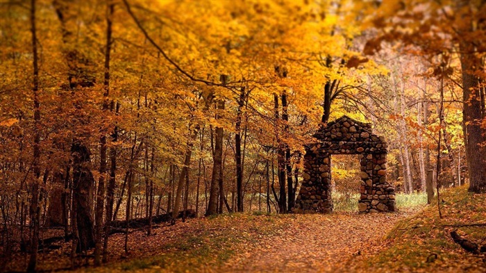 8.1 de Windows Theme HD wallpapers: hermosas hojas de otoño #4